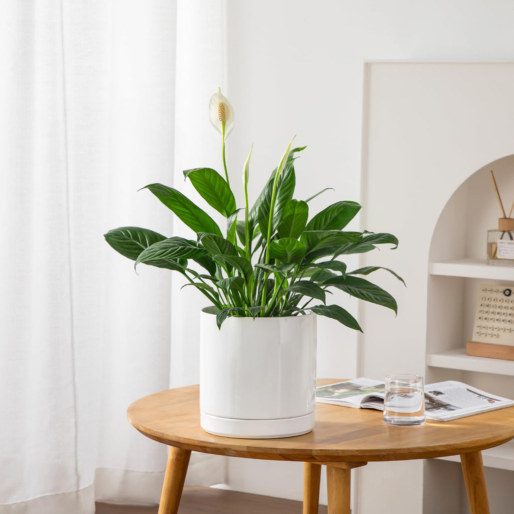 Ceramic Plant Pots, 8.25 Inch Ceramic Pot for Plants, Planters Pots for Indoor Plants with Drainage Holes, Flower Pot