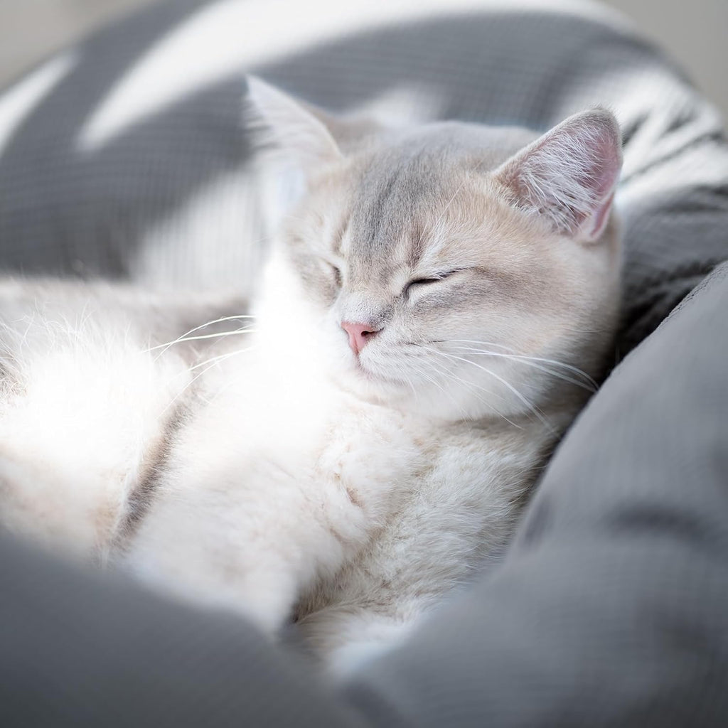 Elevated Cat Bed for Indoor Cats Couch Sofa Flower