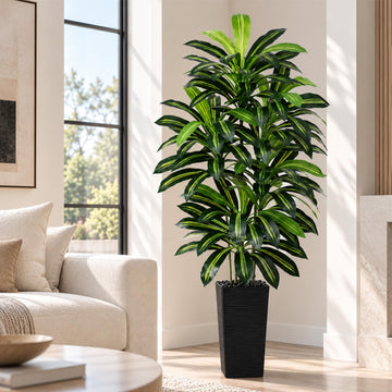 Artificial Dracaena Tree 5FT / Black Planter, Tall Plants Indoor