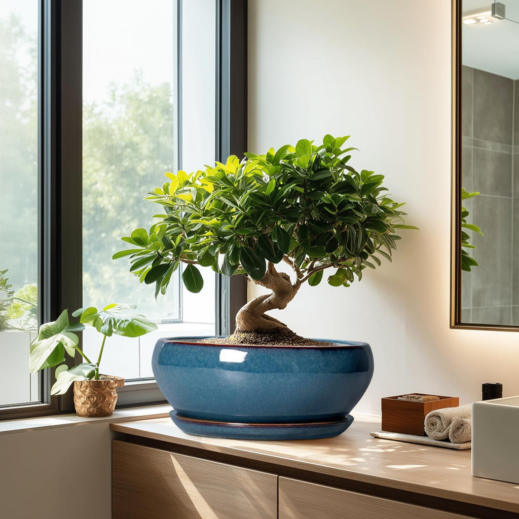 Bonsai Tree Pots - 12 Inch Ceramic Succulent Pots, Large Shallow Planter with Drainage Hole and Saucer, Bowl Round