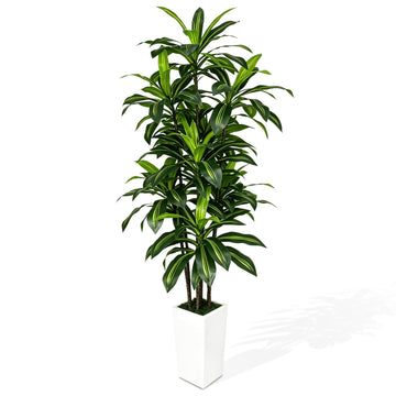 7FT Artificial Dracaena Tree with Tall White Planter - Large Fake Tree with Lifelike Leaves - Tall Faux Floor Plants