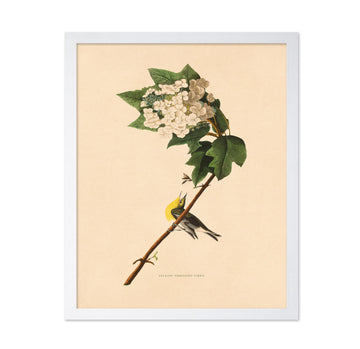 Master Vintage James Audubon Poster - Yellow Throated Vireo Print - Birds of America Art - Bird Art - Gift for Men