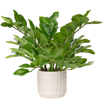 Faux Plants Indoor 17" Artificial ZZ Plants in Ceramic Pot Fake Potted Zamioculcas Silk Plants Table Decor Bedroom