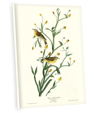 ART - Yellow Red Poll Warbler, by John James Audubon. The Birds of America Reproductions. Giclee Print Acrylic