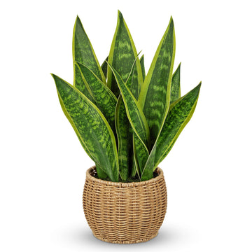 Artificial Snake Plant in Woven Basket 17" Faux Sansevieria Trifasciata Plants Fake Snake Plants Potted Room Indoor
