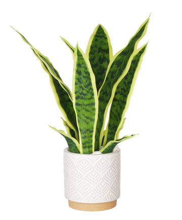 Artificial Sansevieria Plant 16" with White Ceramic Pot