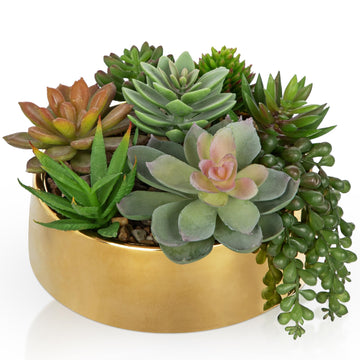 Artificial Succulent Plants in Pot 5.5 Inch Fake Succulents Arrangement