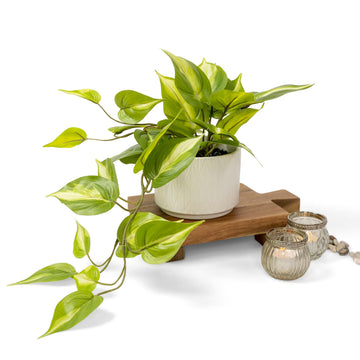 Farmhouse Light Green Fake pothos Plant | Fake Plant for Shelf Decor | Artificial Trailing Ivy Plant with 5" Wide
