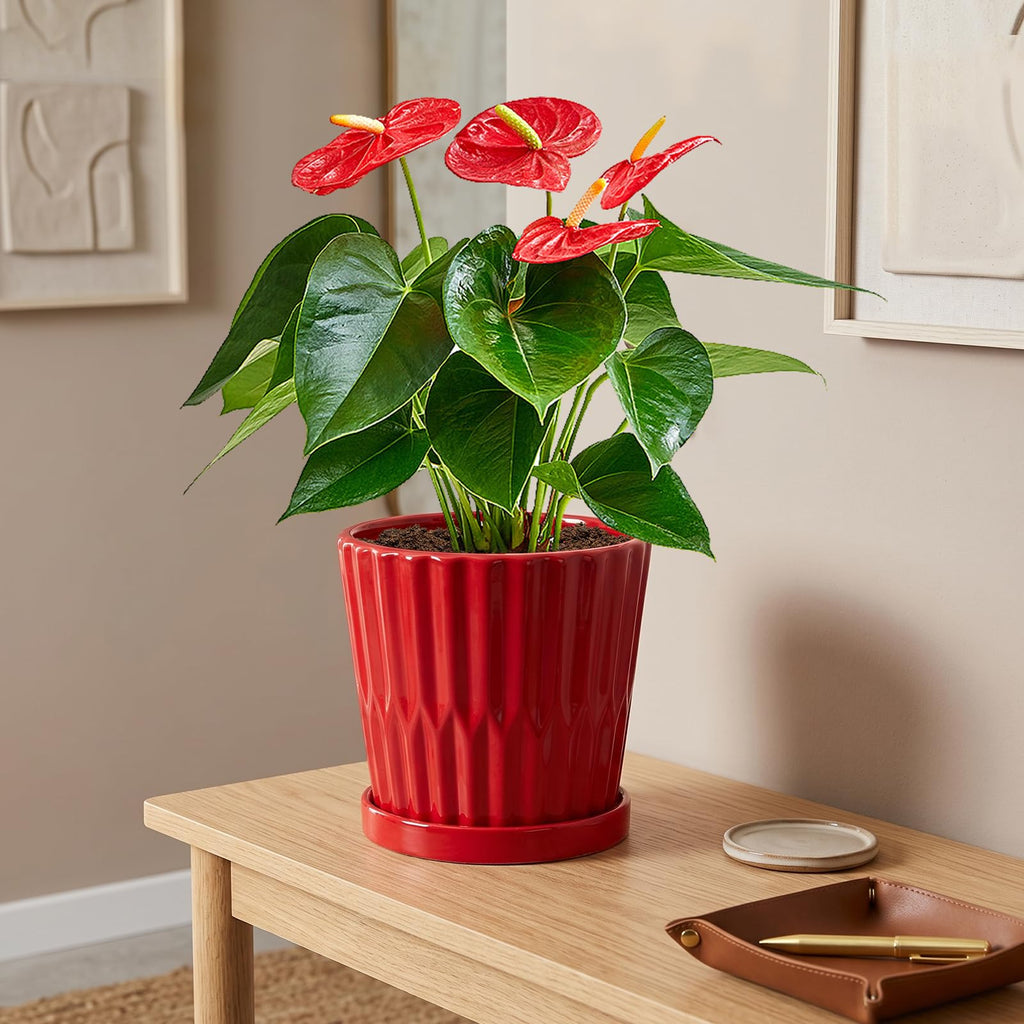 6 Inch Flower Pots for Plants, Ceramic Planter with Drainage and Saucer