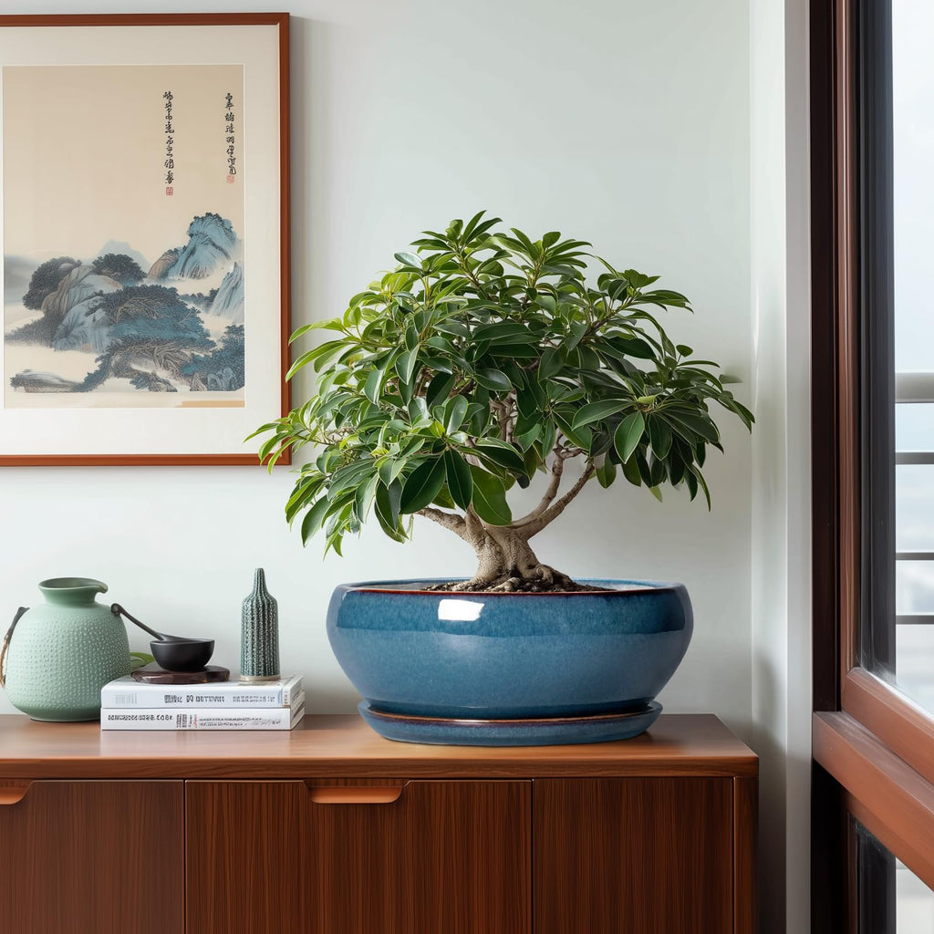 Bonsai Tree Pots - 12 Inch Ceramic Succulent Pots, Large Shallow Planter with Drainage Hole and Saucer, Bowl Round