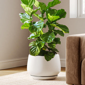 Ceramic Planter, 12 Inch, Large Plant Pot, Indoor Plant Pot, White