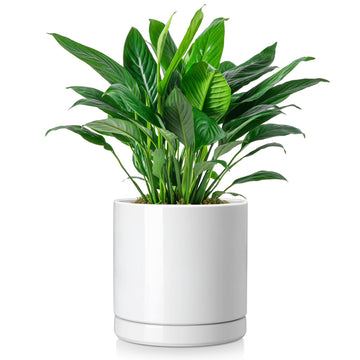 Ceramic Plant Pots, 8.25 Inch Ceramic Pot for Plants, Planters Pots for Indoor Plants with Drainage Holes, Flower Pot