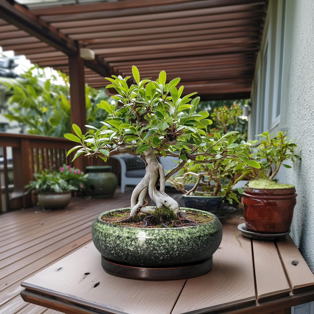 Bonsai Pots - 13 Inch Ceramic Succulent Planters Indoor, Round Shallow Planter with Drainage Hole and Saucer, Large