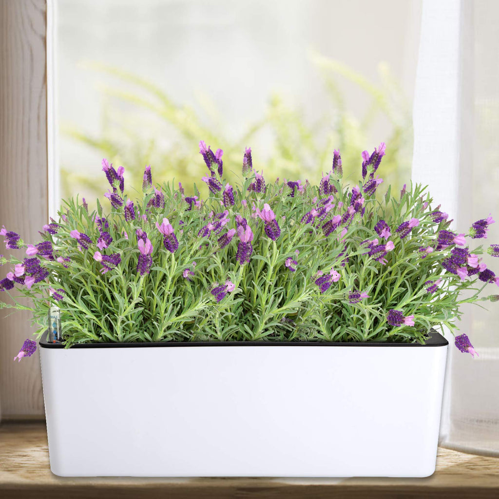 2 Pack Rectangle Self Watering Planter with Water Level Indicator, 16x 5.5 Inch Window Gardening Box, Decorative
