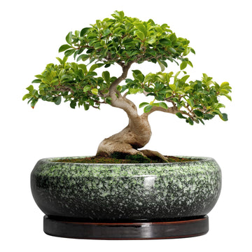Bonsai Pots - 13 Inch Ceramic Succulent Planters Indoor, Round Shallow Planter with Drainage Hole and Saucer, Large