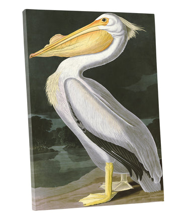 ART - American White Pelican, by John James Audubon. The Birds of America Reproductions. Giclee Print Acrylic Coating