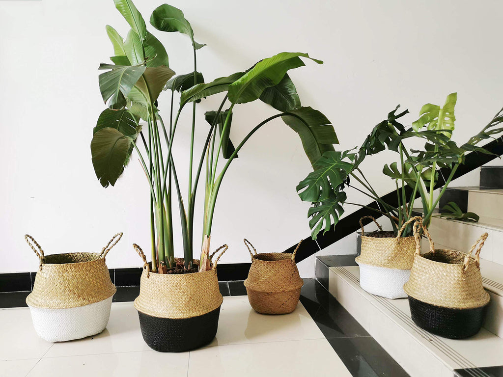 Seagrass Belly Basket with Handles Natural Woven Planter Baskets for Indoor Plants Storage Laundry (Black 8 inch D x