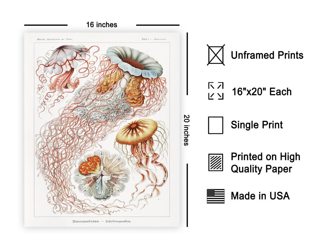 Master Discomedusae Print - Ernst Haeckel Poster - Jellyfish Art - Marine Life Wall Design - Gift for Men & Women
