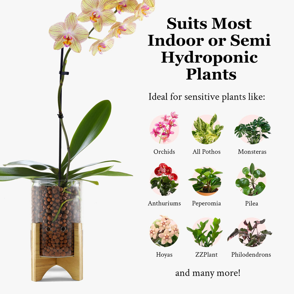 C6 Glass Propagation Vase, Wood Base - LECA Orchid Planter