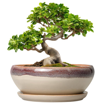 Bonsai Tree Pots - 10 Inch Ceramic Succulent Pots, Round Shallow Planter with Drainage Hole and Tray, Bowl Planter