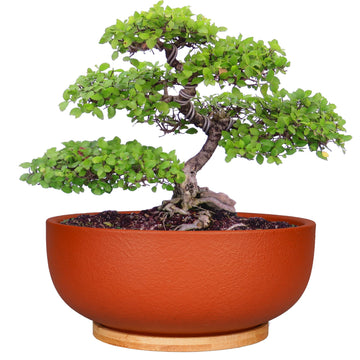 10 Inch Large Terracotta Planter Pot, Clay Succulent Bonsai Planter with Drainage Hole and Bamboo Saucer for Indoor