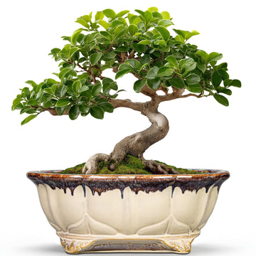 Ceramic Bonsai Tree Pots - 11 Inch Succulent Pots with Drainage Hole, Decorative Bonsai Pot for Indoor Outdoor