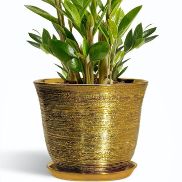 Ceramic Planter - 10 Inch Plant Pot with Drainage Hole and Saucer, Round Flower Pots for Indoor Outdoor, Large Modern