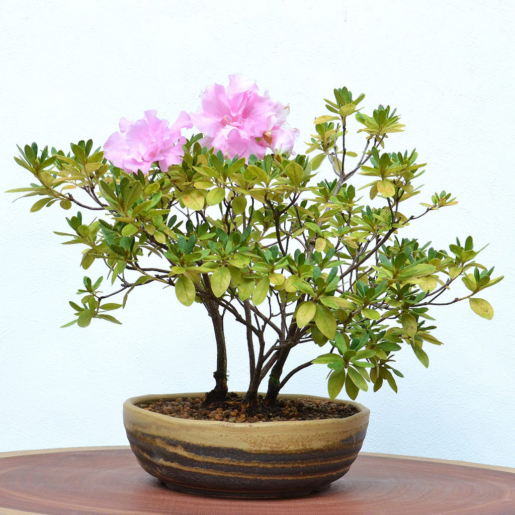 Shigaraki Series Yellow Dust Stripe Glazed Ceramic Bonsai Pot