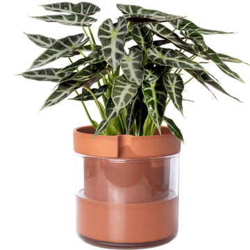 8 Inch Self Watering Planter Pot, Terracotta Clay Pot with Glass Reservoir for Indoor Plants, Herbs, Flowers, Set of