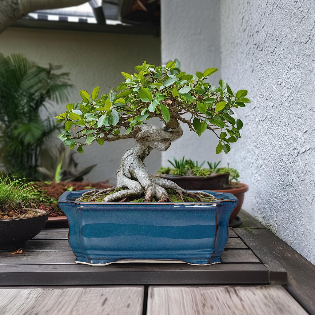 Bonsai Tree Pot - 13.7 Inch Large Ceramic Succulent Planter for Indoor Outdoor, Rectangle Plant Pot with Drainage