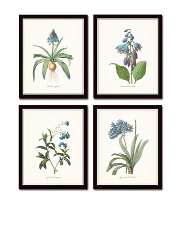 Redoute Blue Botanical Print Set No.7 - Botanical Prints, Wall Art Prints, Vintage Wall Art, Vintage Wall Decor