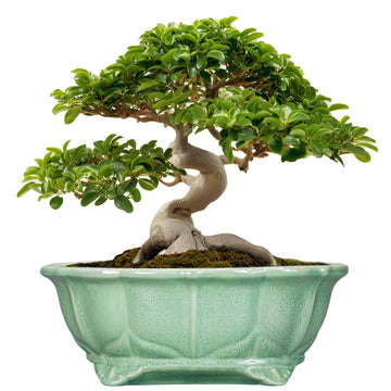 Bonsai Tree Pot - 13.2 Inch Large Ceramic Succulent Planter for Indoor Outdoor, Oval Plant Pot with Drainage Hole