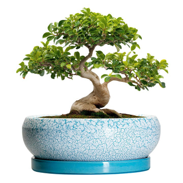 Ceramic Bonsai Pots, 13 Inch Ceramic Succulent Pots Indoor, Blue