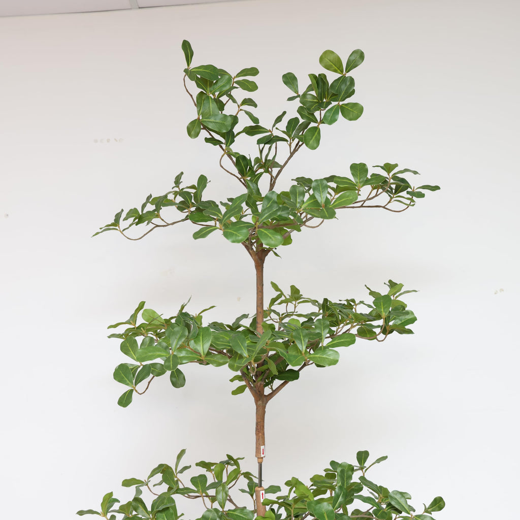 Artificial Black Olive Tree, 6FT Tall Big Faux Shady Lady Tree with Potted, Fake Olive Tree Decor Indoor