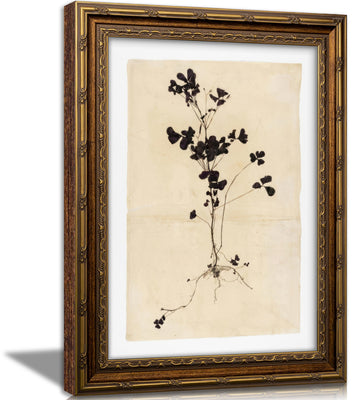 Vintage Gold Framed Wall Art, Pressed Dark Purple Clover Botanical Print, Antique Herbarium Style Plant Art, Ready