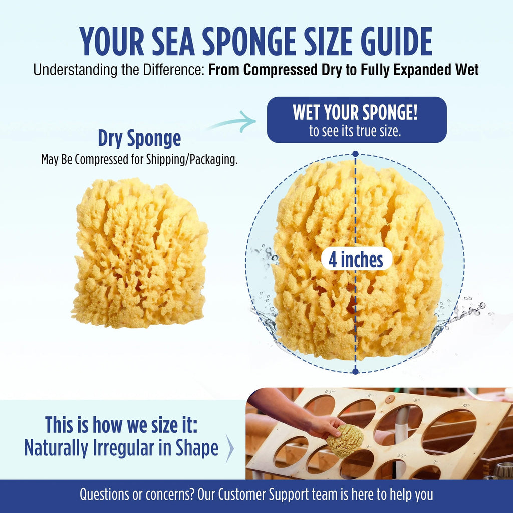 Buddy Natural Baby Bath Sponge 4in Soft Grass Sea Sponge Soft on Baby's Tender Skin, Biodegradable, Hypoallergenic