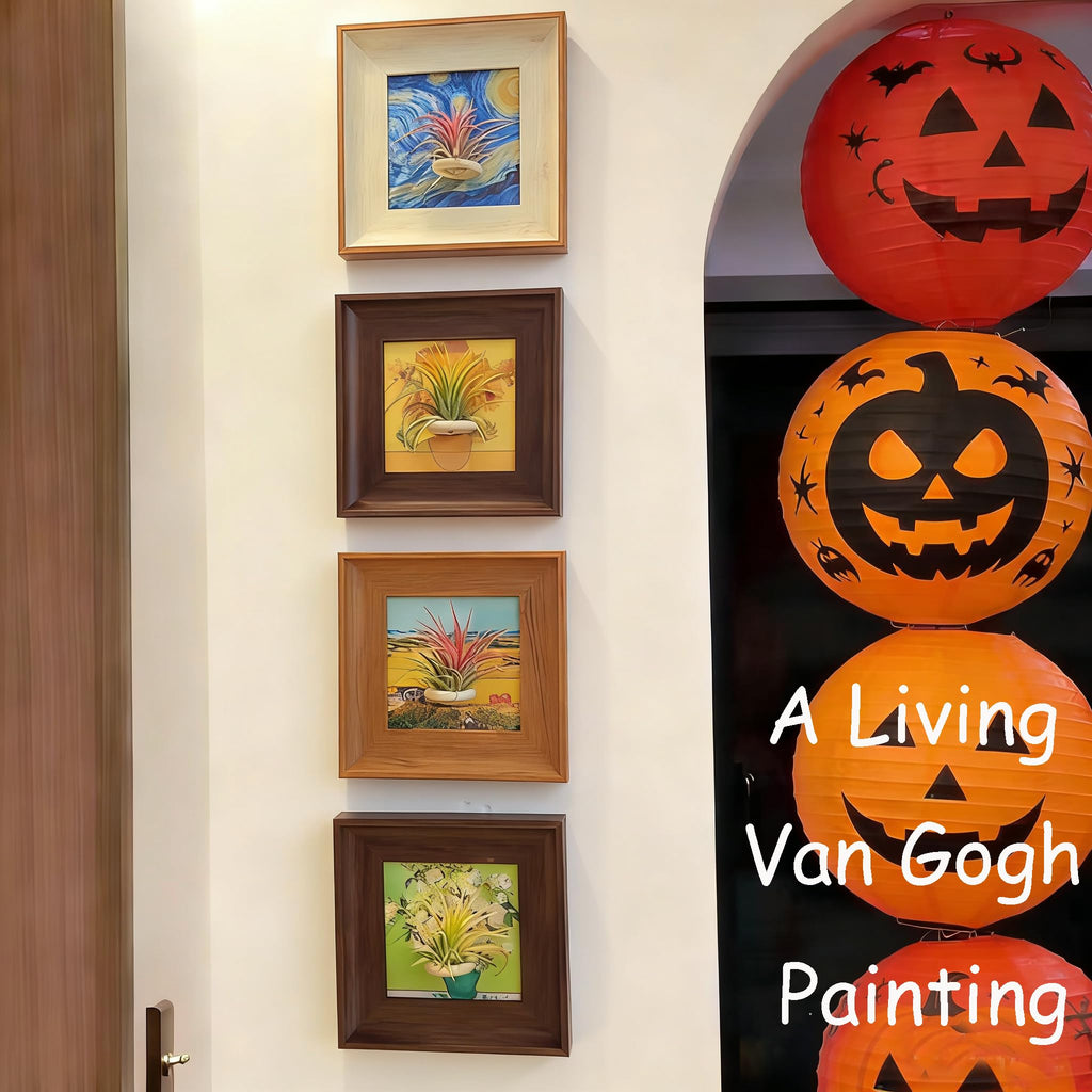 Set of 4 Van Gogh Painting & Air Plant Living Holder Stand Wall Art Decor