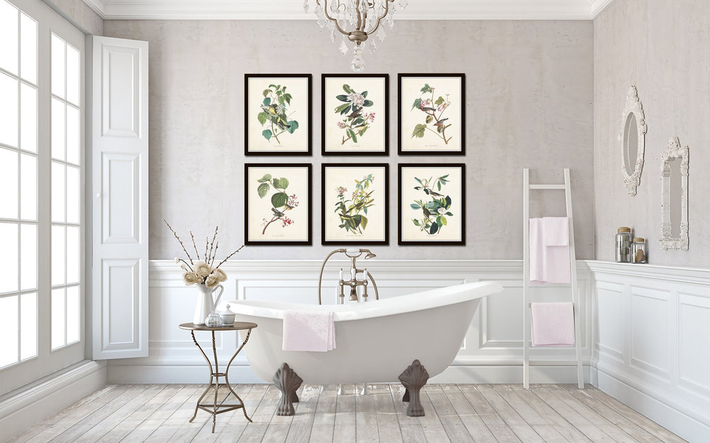 Audubon Birds Print Set No.24: 6 Vintage Bird Prints - Unframed - Nature Decor, Vintage Prints, Wall Art