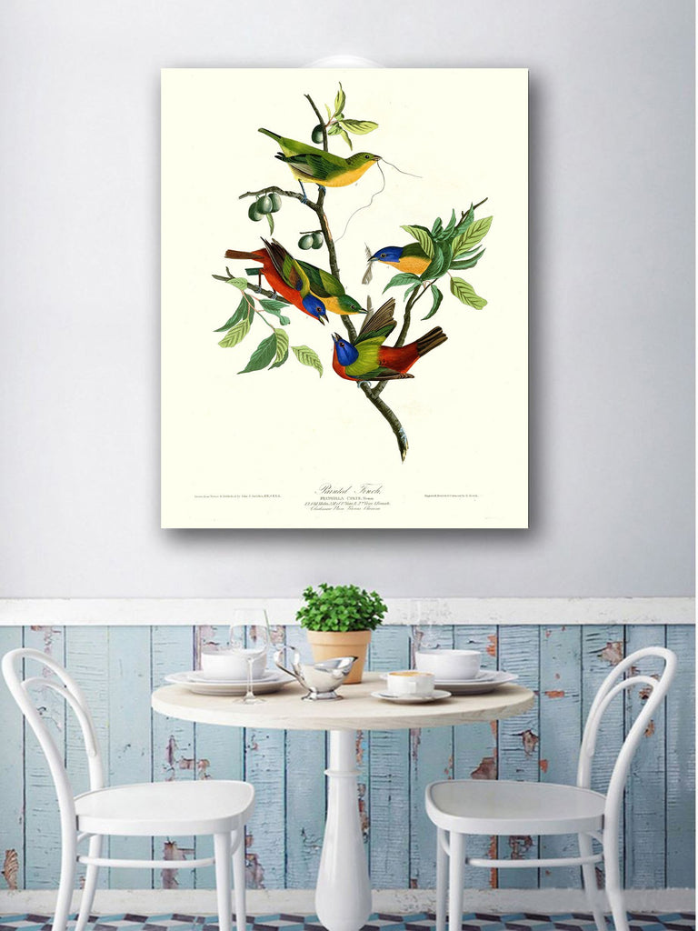 ART - Painted Finch, by John James Audubon. The Birds of America Reproductions. Giclee Print Acrylic Coating on