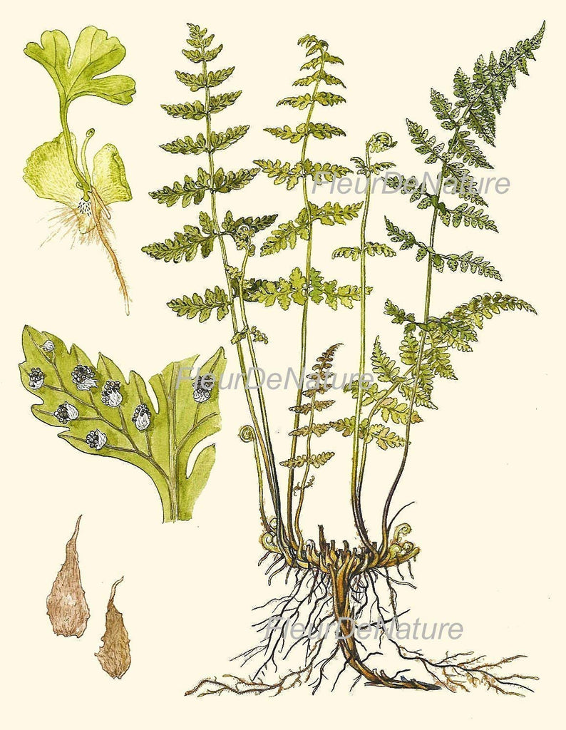 Botanical Set of 6 Prints Unframed Antique Beautiful Ferns Green Forest Nature Home Room Fern Decor Wall Art