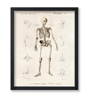 Master Vintage Human Skeleton Poster - Retro Anatomical Print - Illustration Art - Medical Art - Gift for Men & Women