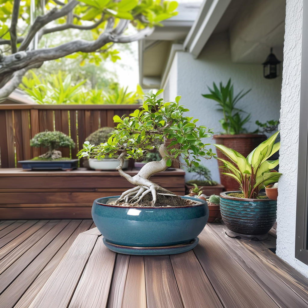 Bonsai Tree Pots - 12 Inch Ceramic Succulent Pots, Large Shallow Planter with Drainage Hole and Saucer, Bowl Round