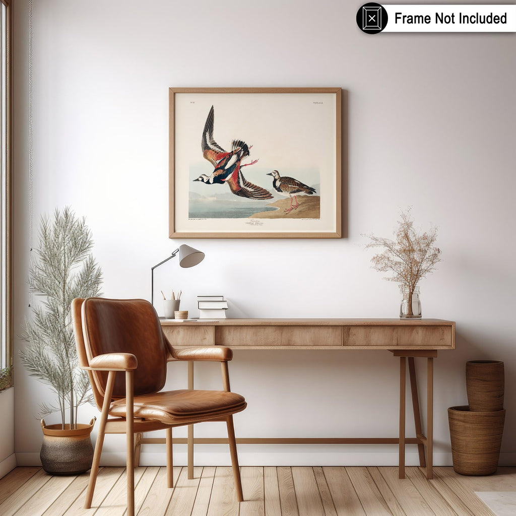 Master Vintage James Audubon Poster - Retro Turnstone Print - Birds of America Art - Gift for Men, Women & Animal