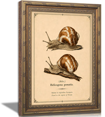 Vintage Gold Framed Snail Wall Art, Natural History Pictures Wall Decor