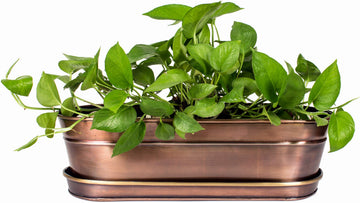 Herb Succulent Planter Antique Copper Finish and Brass Accents
