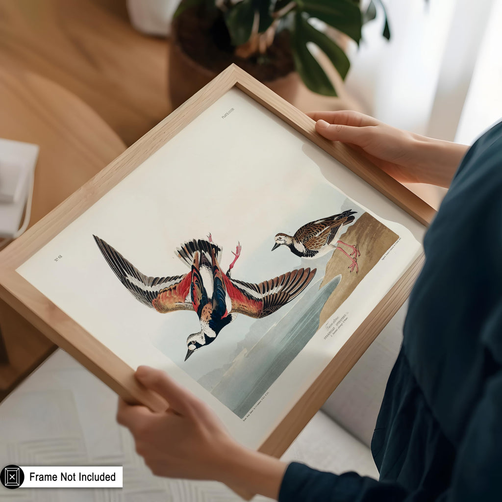 Master Vintage James Audubon Poster - Retro Turnstone Print - Birds of America Art - Gift for Men, Women & Animal