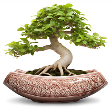 Large Bonsai Pots - 18 Inch Ceramic Succulent Pots with Drainage Hole, Bonsai Planter for Indoor Outdoor Plants