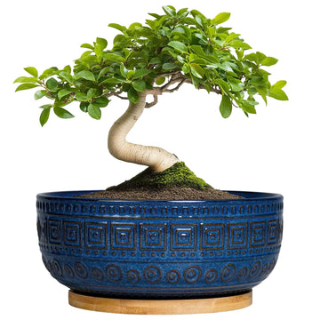 Bonsai Pots 8 Inch - Ceramic Succulent Pots, Round Planter for Indoor Plants, Modern Outdoor Planter with Drainage