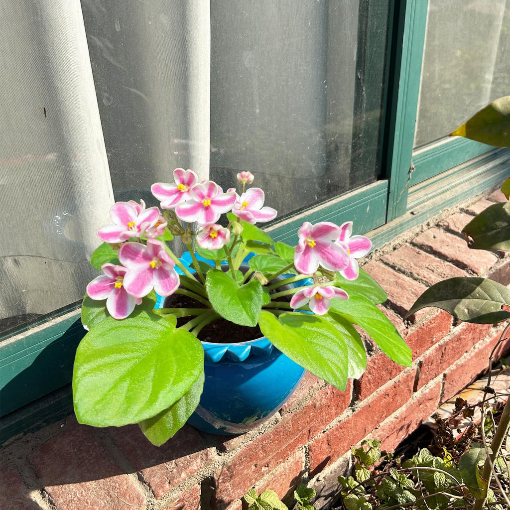 2pcs African Violet Pots, 6.5 Inch Blue Ceramic Easy Plant Self Watering Pot Ceramic Pot High Absorption Orchid