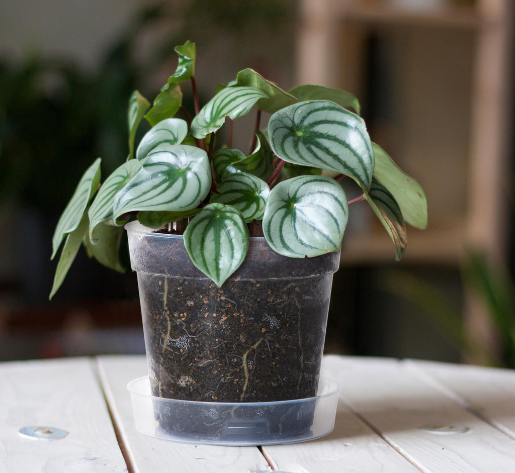 6 Inch Clear Plastic Plant Pot with Drainage Holes, Interlocking & Detachable Tray - Deep Saucer - Durable BPA-Free